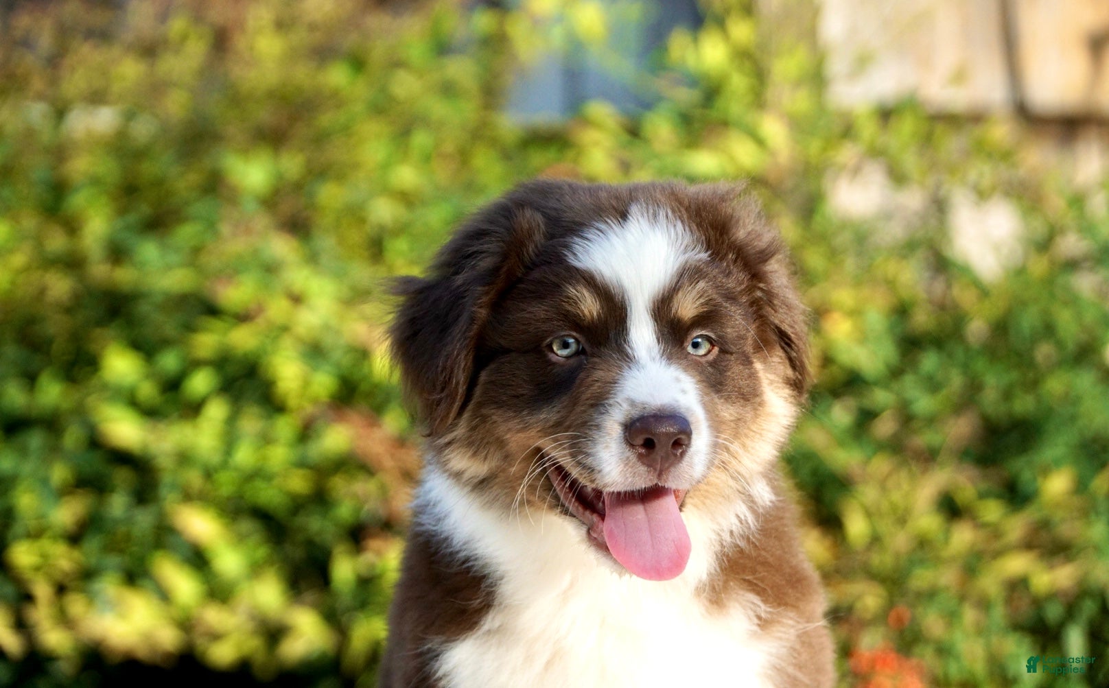 Australian Shepherd dogs Australian Shepherd Puppy 2 - Ad 2