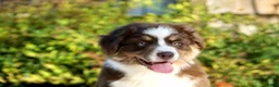 Australian Shepherd dogs for sale: Australian Shepherd Puppy 2 - Ad 1