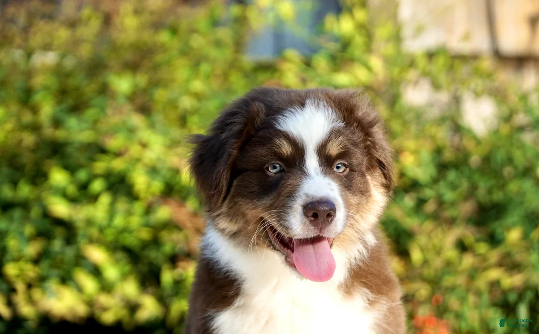 Australian Shepherd dogs for sale: Australian Shepherd Puppy 2 - Ad 1