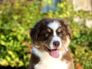 Australian Shepherd dogs Australian Shepherd Puppy 2 - Ad 1