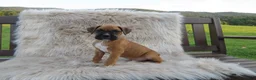 Boxer dogs for sale: Ryker - Ad 5