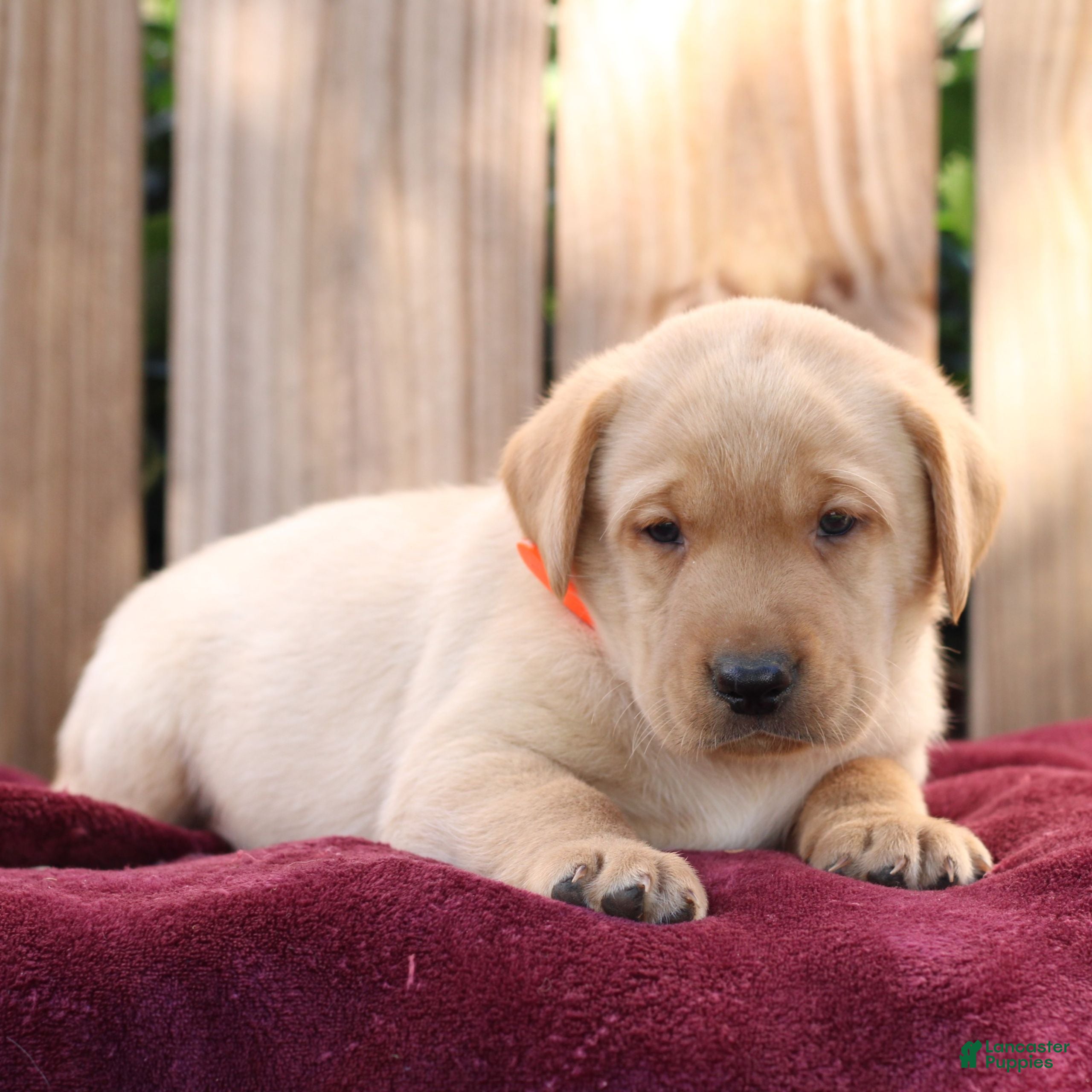 Labrador Retriever dogs for sale: Remi  - Ad 1