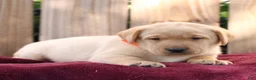 Labrador Retriever dogs for sale: Remi  - Ad 1