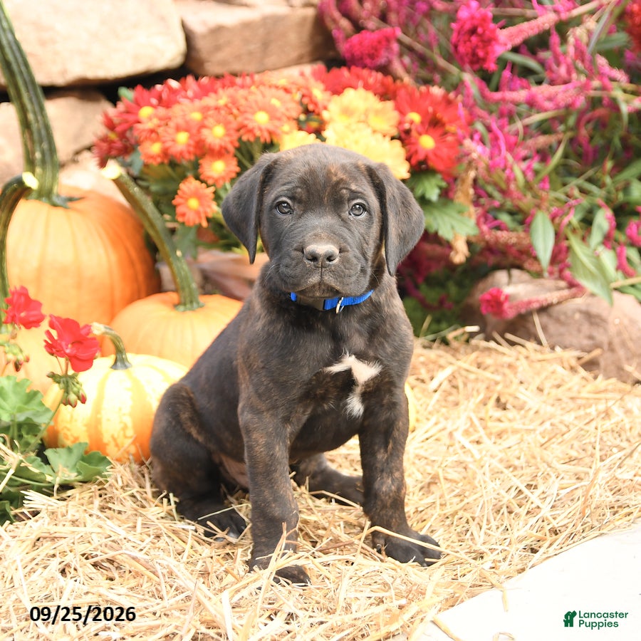 Cane Corso dogs Drake - Ad 1