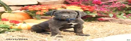 Cane Corso dogs for sale: Drake - Ad 1