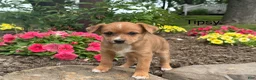 Mixed Breed dogs for sale: Tipsy - Ad 1
