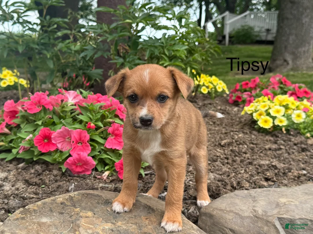 Mixed Breed dogs for sale: Tipsy - Ad 1