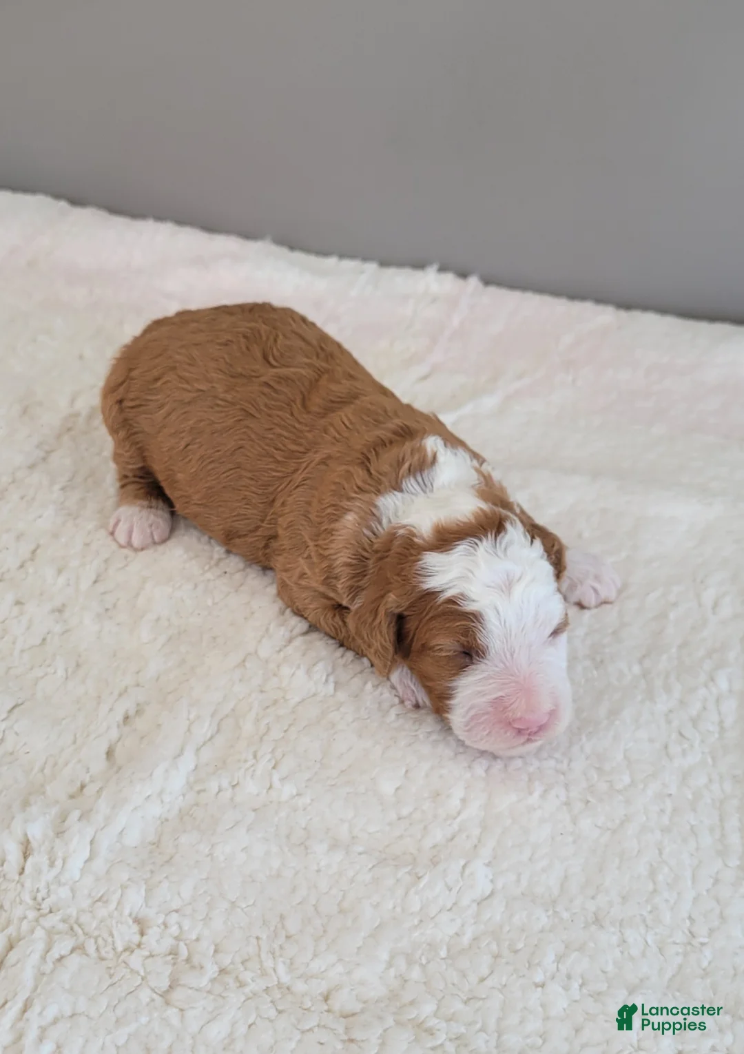 Mini Bernedoodle dogs for sale: Gus - Ad 3