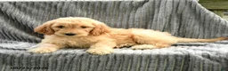Goldendoodle dogs for sale: Finnie - Ad 2