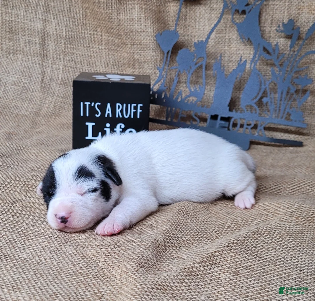 Jack Russell Terrier dogs for sale: Paige purebred JRT DELIVERY AVAILABLE  - Ad 5