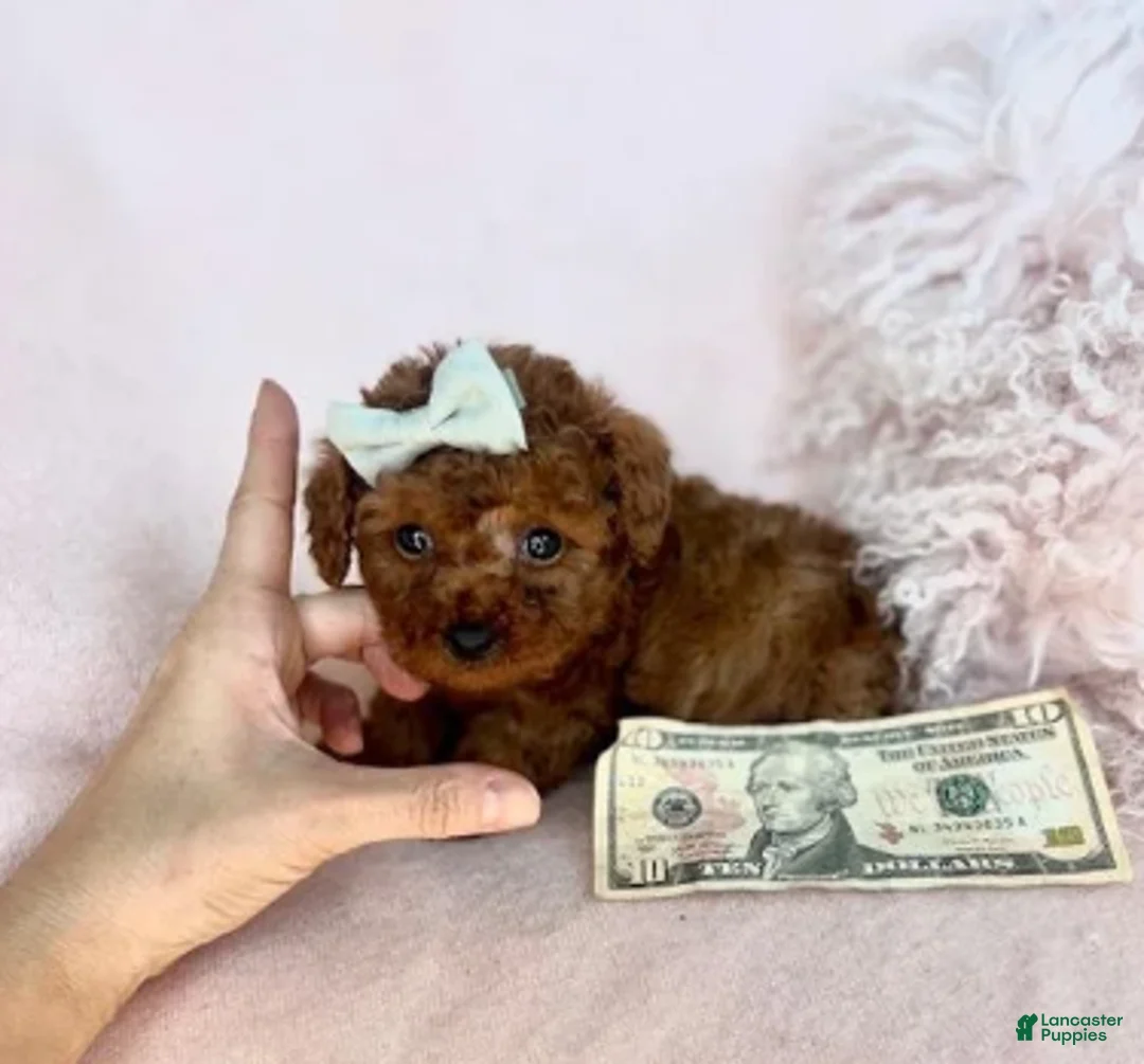 Toy Poodle dogs for sale: Toy Poodle 1 - Ad 2