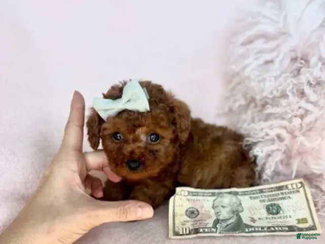 Toy Poodle dogs for sale: Toy Poodle 1 - Ad 2