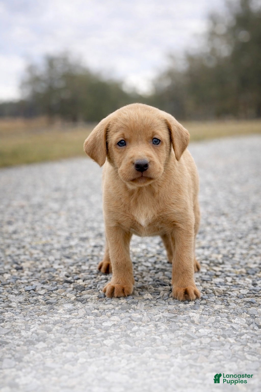 Labrador Retriever dogs Labrador Retriever Puppy  - Ad 27