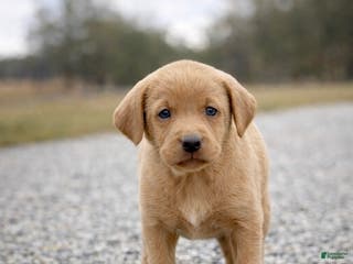 Labrador Retriever dogs Labrador Retriever Puppy - Ad 27