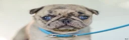 Pug dogs for sale: Alyssa Purebred Pug - Ad 1