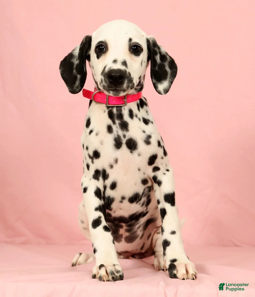 Dalmatian dogs for sale: Tulip - Ad 1