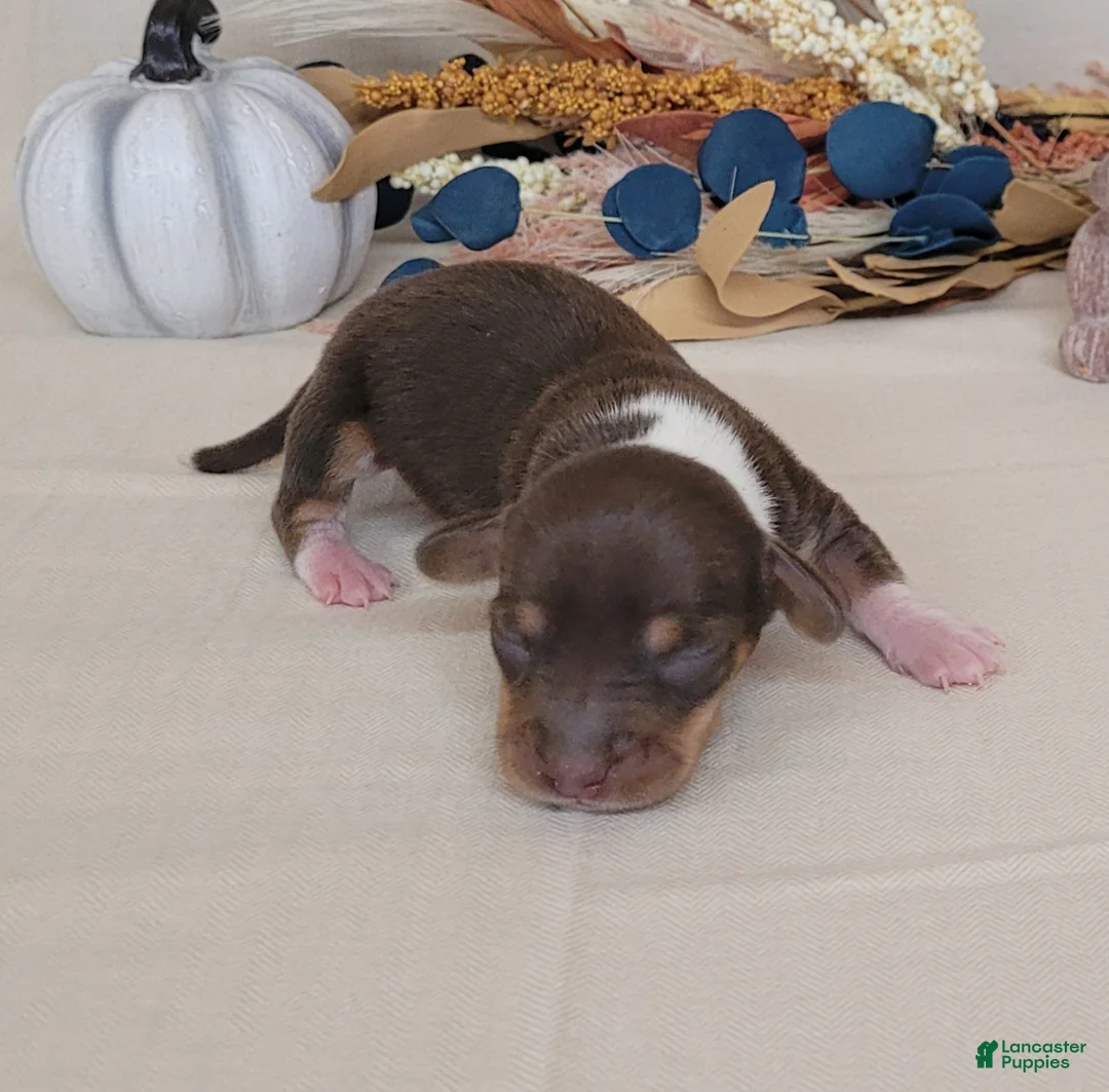 Miniature Dachshund dogs for sale: AKC Harriet purebred Miniature Dachshund  - Ad 4