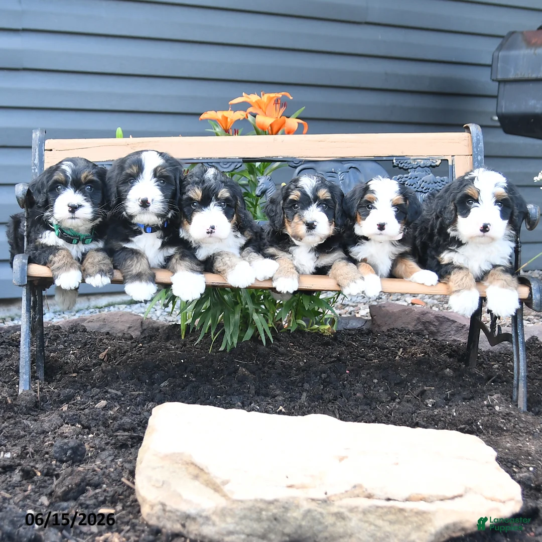 Bernedoodle dogs for sale: Macy - Ad 3