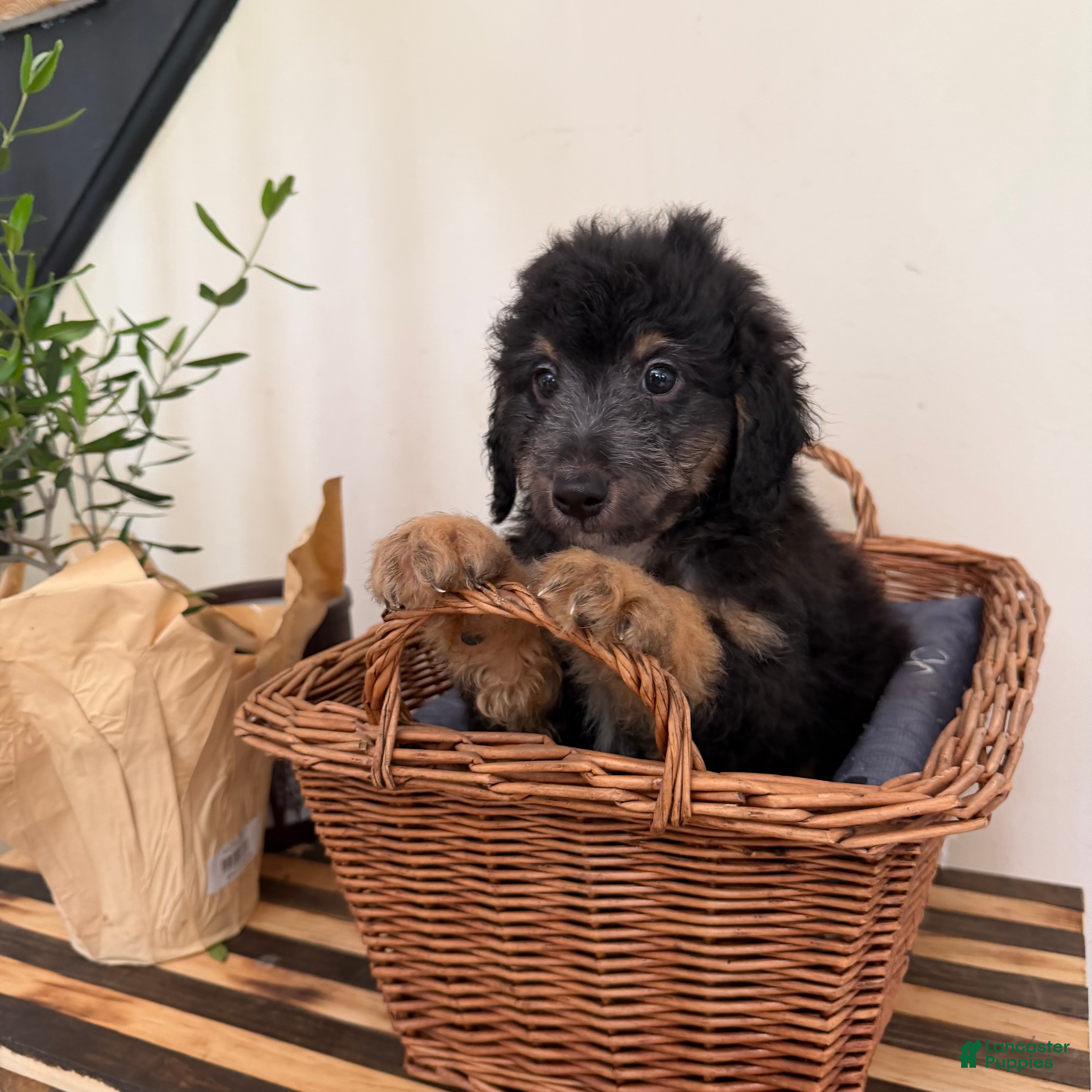 Mini Goldendoodle dogs BUDDY - Ad 1