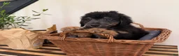 Mini Goldendoodle dogs for sale: BUDDY - Ad 1