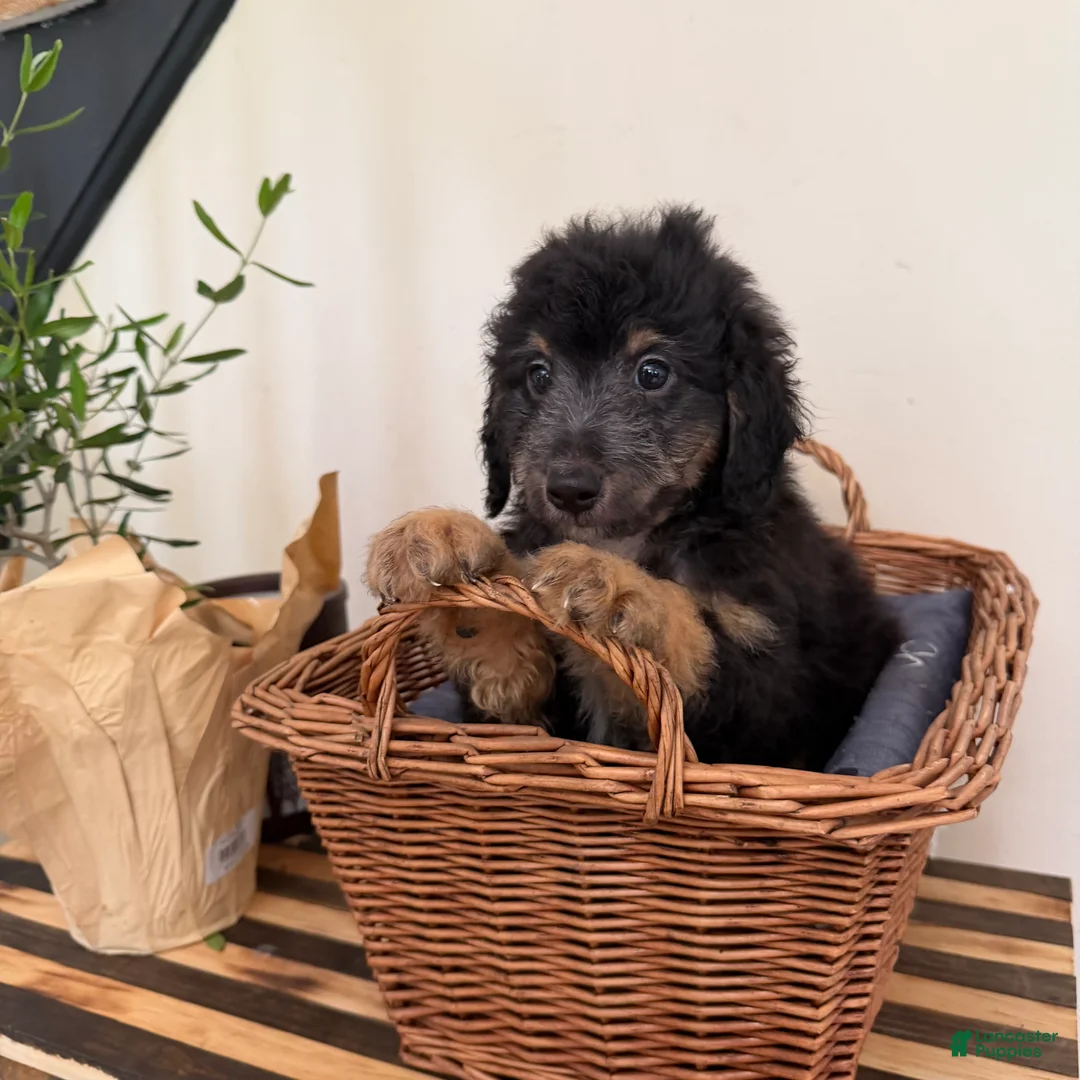 Mini Goldendoodle dogs for sale: BUDDY - Ad 1