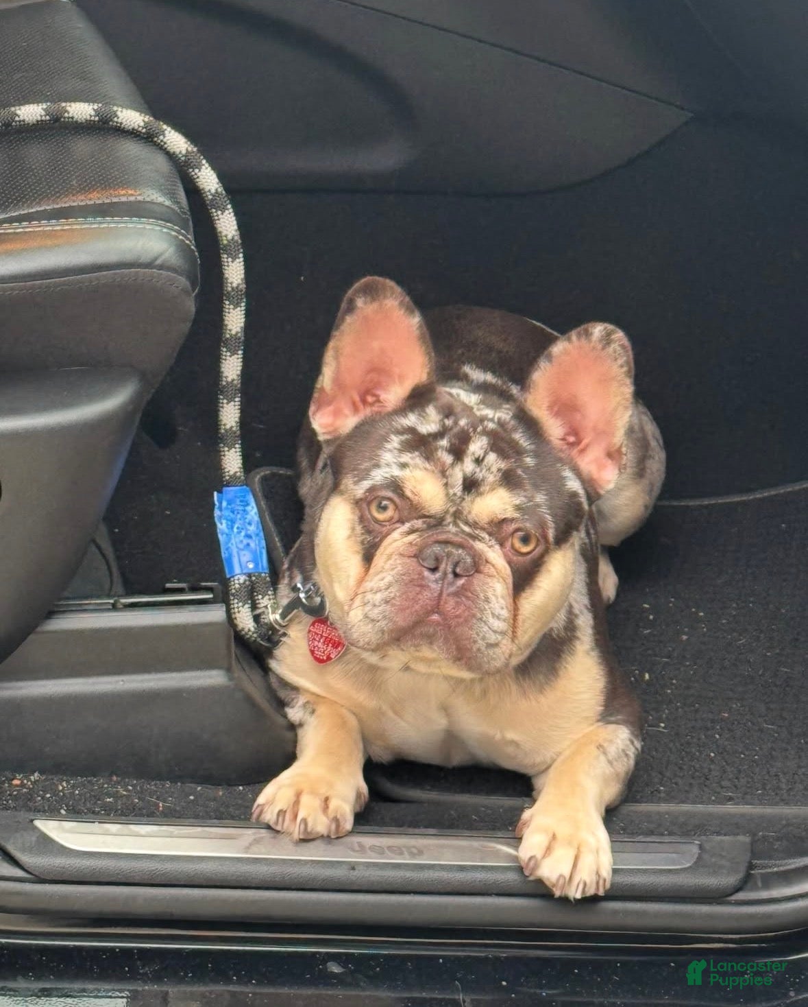 French Bulldog dogs French Bulldog 1 - Ad 2
