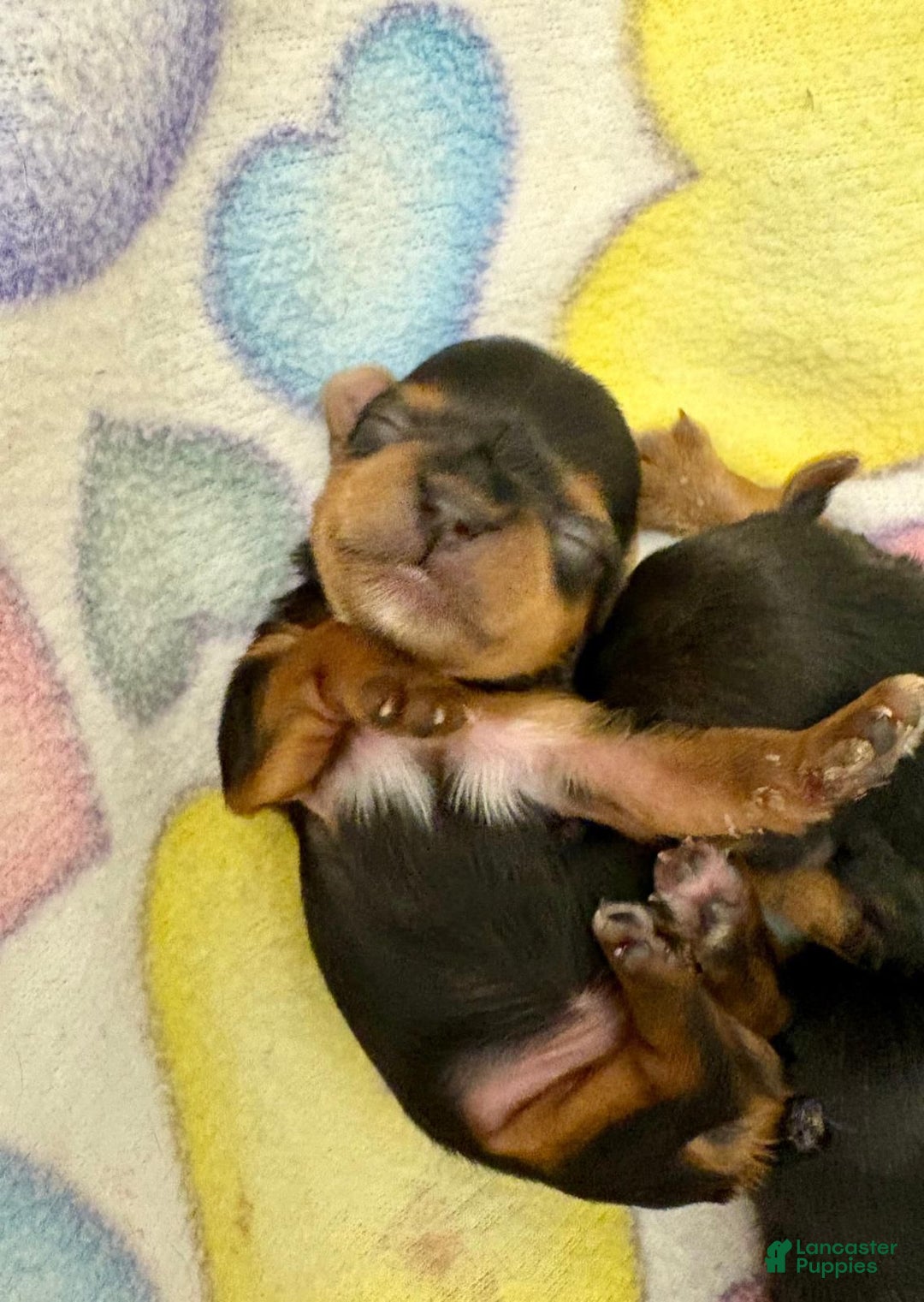 Yorkshire Terrier dogs for sale: Rose - Yorkshire Terrier Puppy 3 - Ad 4