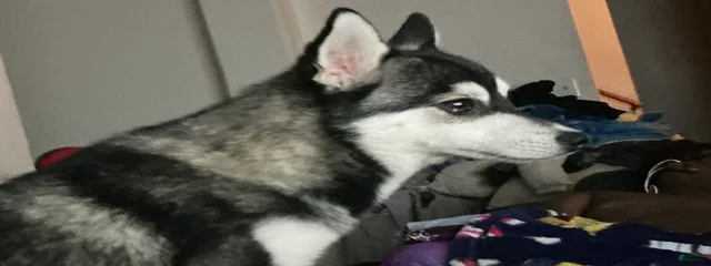 Loki