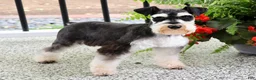 Miniature Schnauzer dogs for sale: Chief - Ad 5