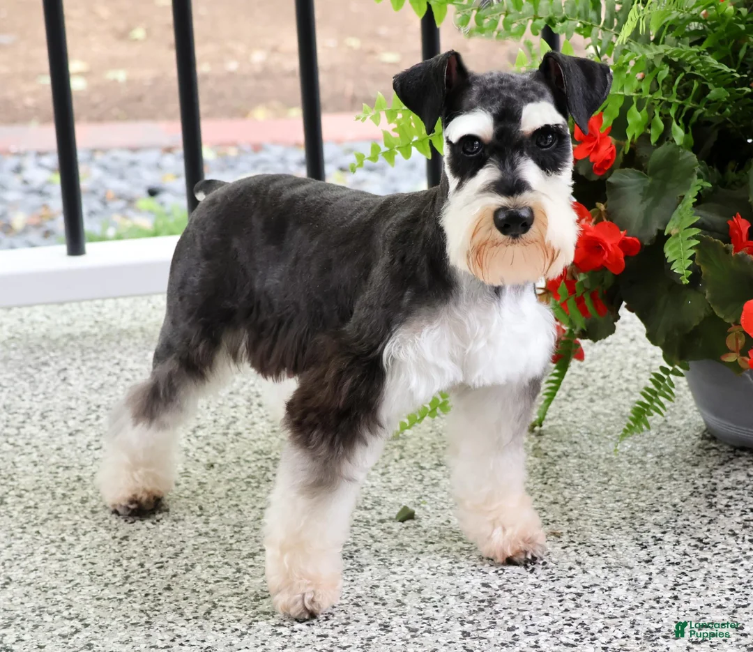 Miniature Schnauzer dogs for sale: Chief - Ad 5