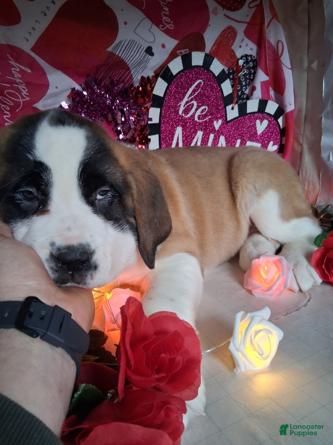 Saint Bernard dogs for sale: Margaret Shorthair - Ad 5