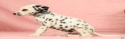 Dalmatian dogs for sale: Ringo - Ad 8