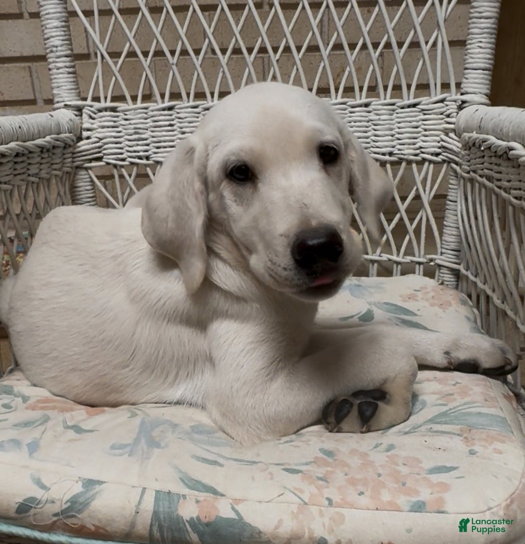 Labrador Retriever dogs for sale: Labrador Retriever Chester - Ad 72