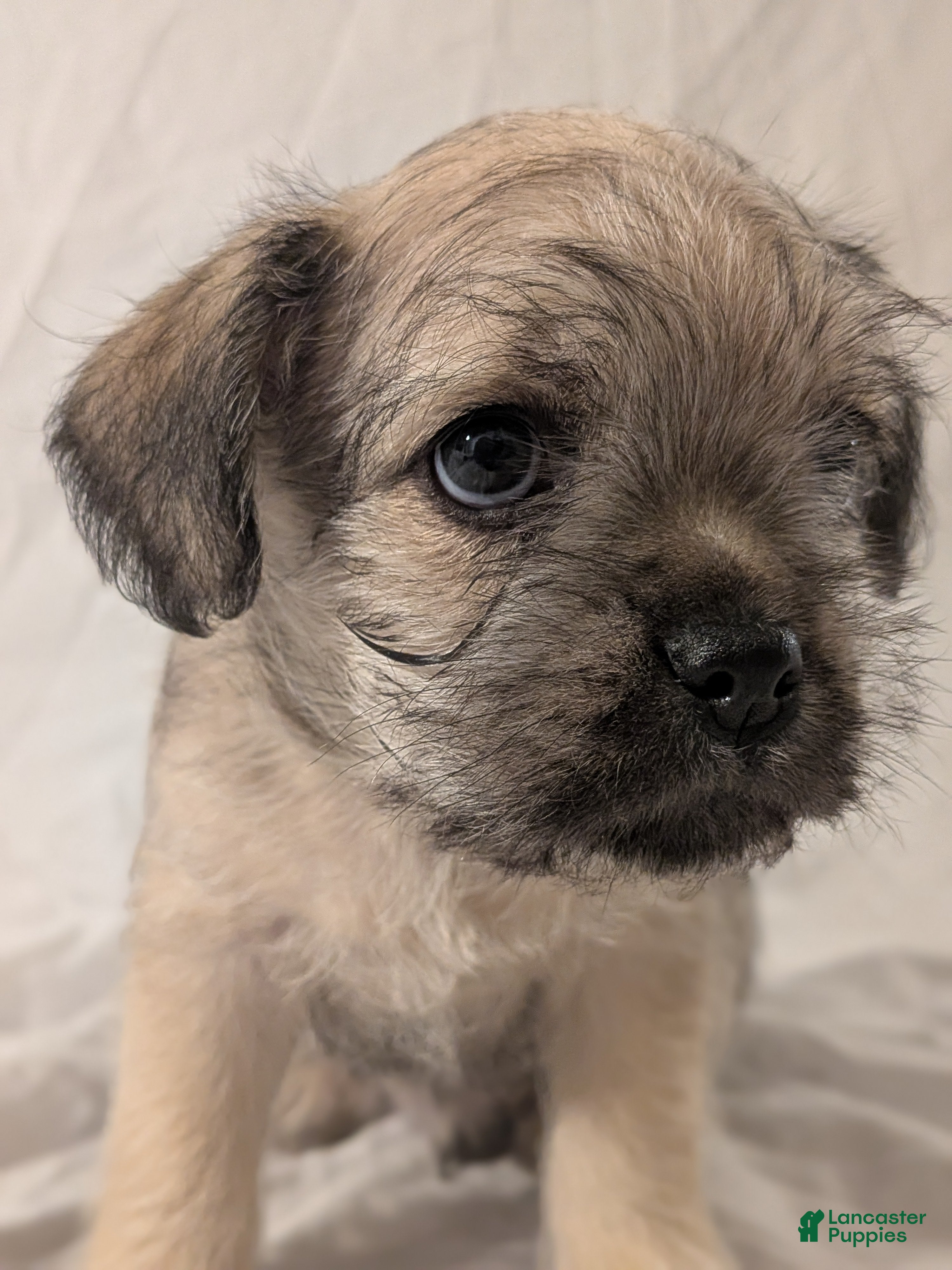 Mixed Breed dogs Dusty - Ad 2