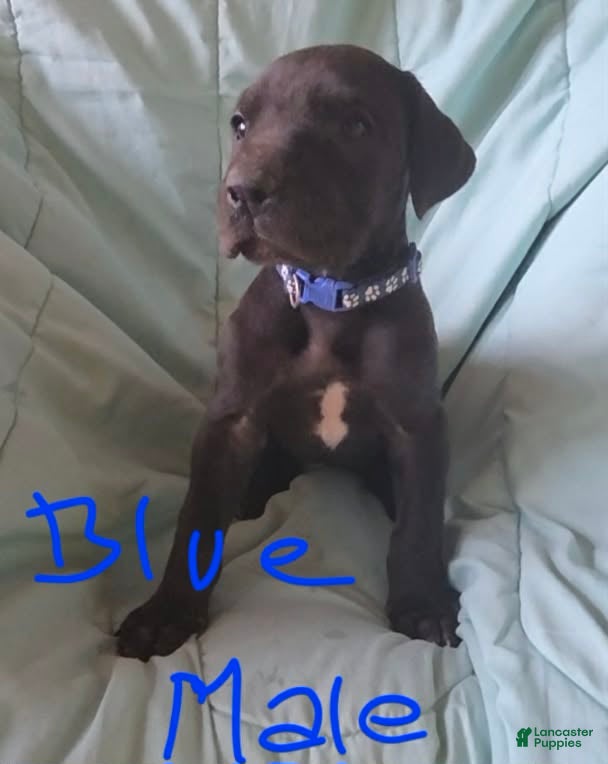 Great Dane dogs Blue Collar Male  - Ad 1