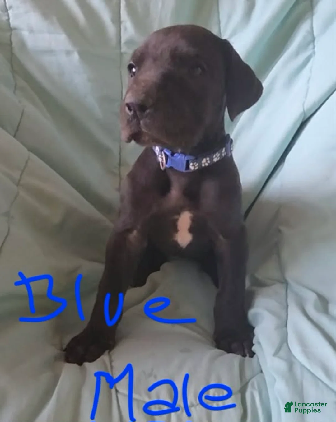 Great Dane dogs for sale: Blue Collar Male  - Ad 1