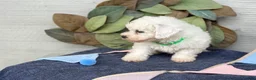 Bichon Frise dogs for sale: Everett - Ad 6