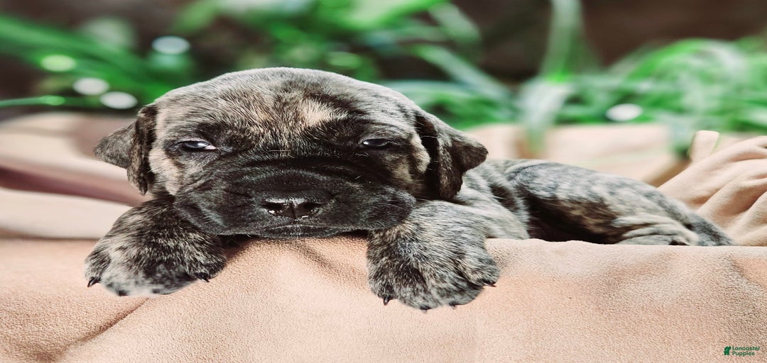 Gallery Image {{count}}