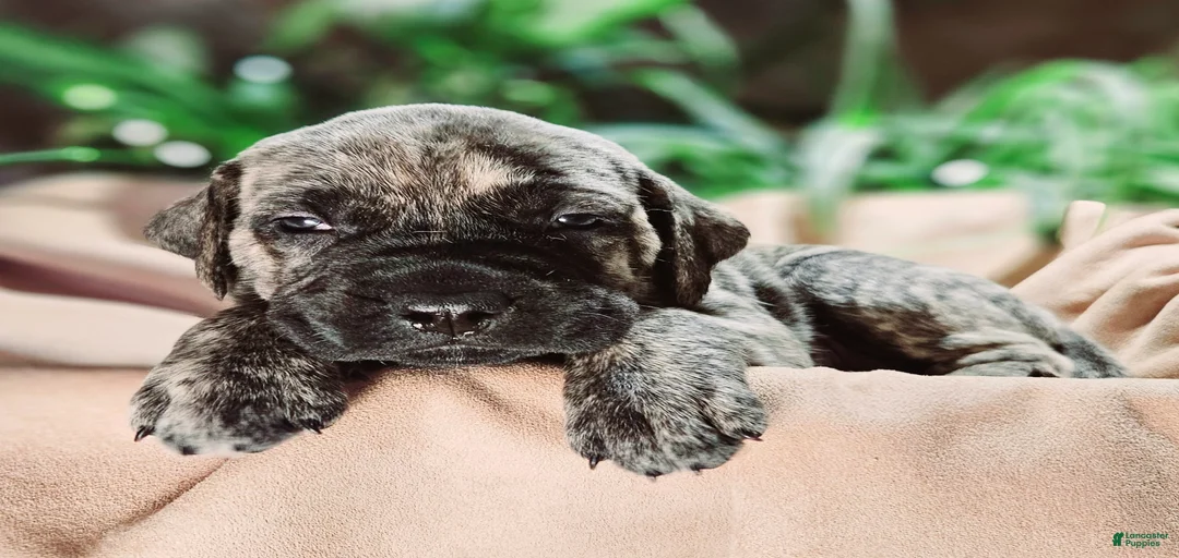 Gallery Image {{count}}