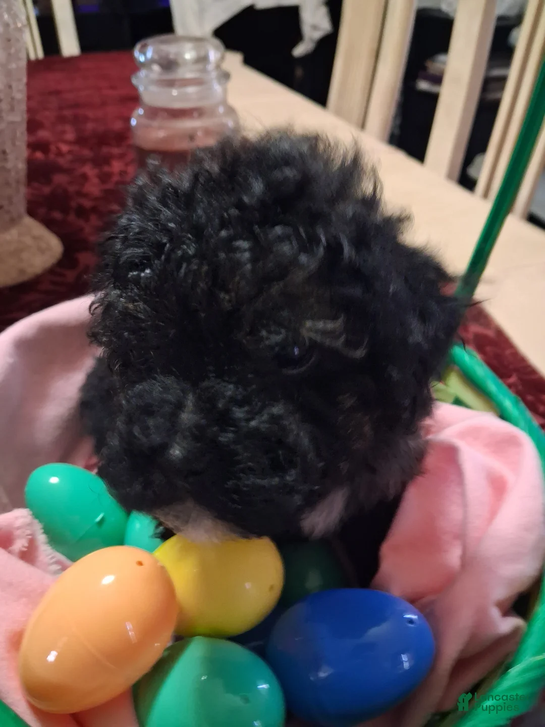 Yorkiepoo dogs for sale: Yorkiepoo Puppy 4 - Ad 1