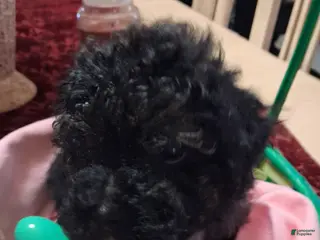 Yorkiepoo dogs Yorkiepoo Puppy 4 - Ad 14