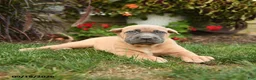 Cane Corso dogs for sale: Quest - Ad 3