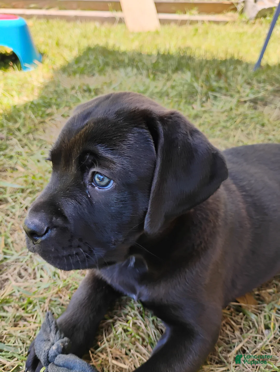 Mixed Breed dogs for sale: Buttercup - Ad 2