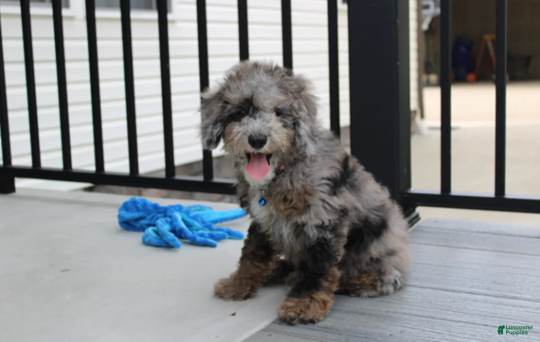 Miniature Poodle dogs for sale: Arlo - Ad 1