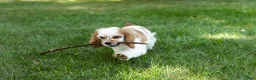 Cocker Spaniel dogs for sale: Checkers - Ad 8