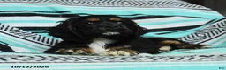Cocker Spaniel dogs for sale: Crouton - Ad 3