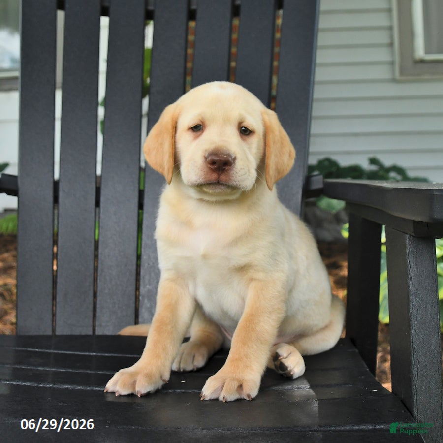 Labrador Retriever dogs Stormy - Ad 2