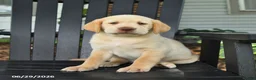 Labrador Retriever dogs for sale: Stormy - Ad 2