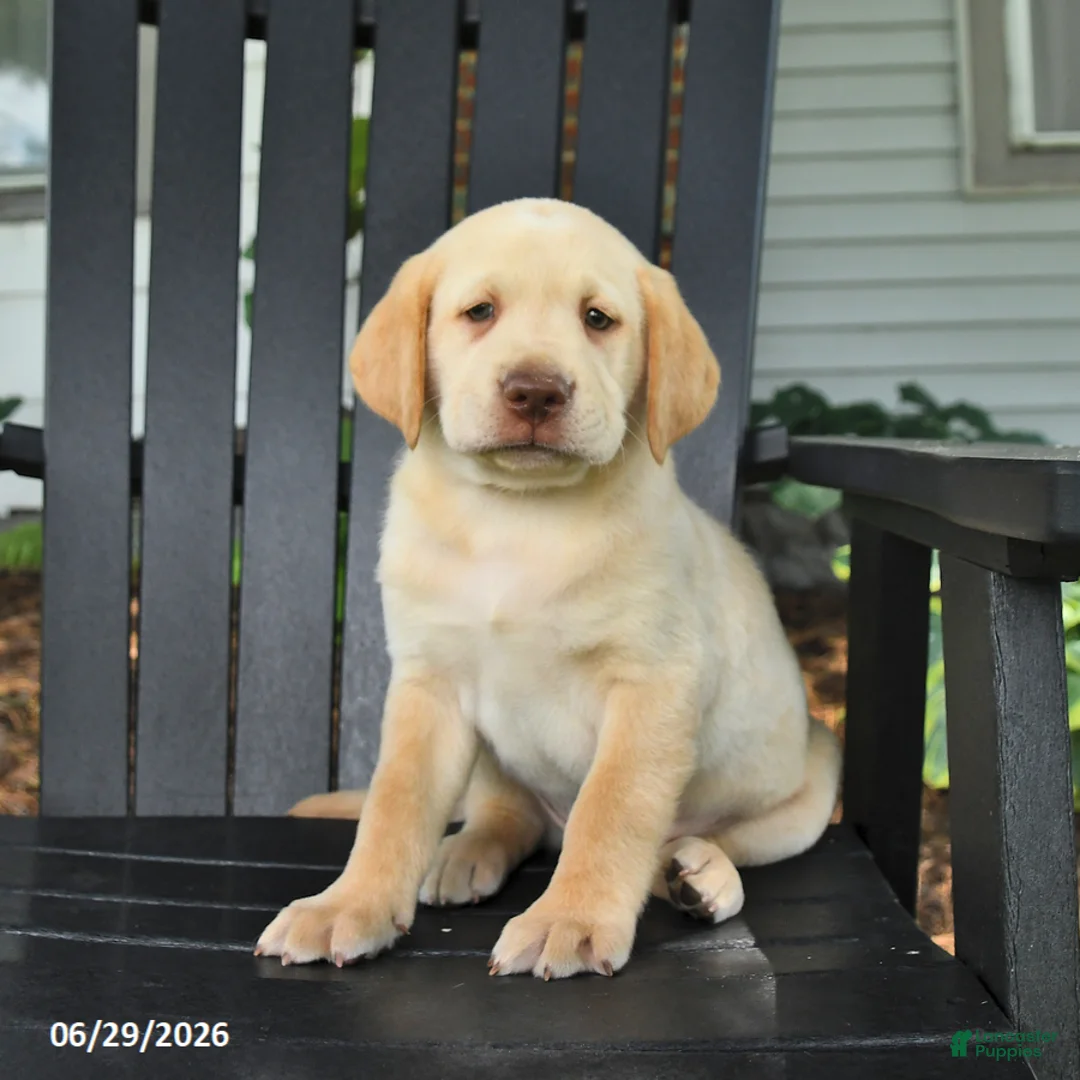Labrador Retriever dogs for sale: Stormy - Ad 2