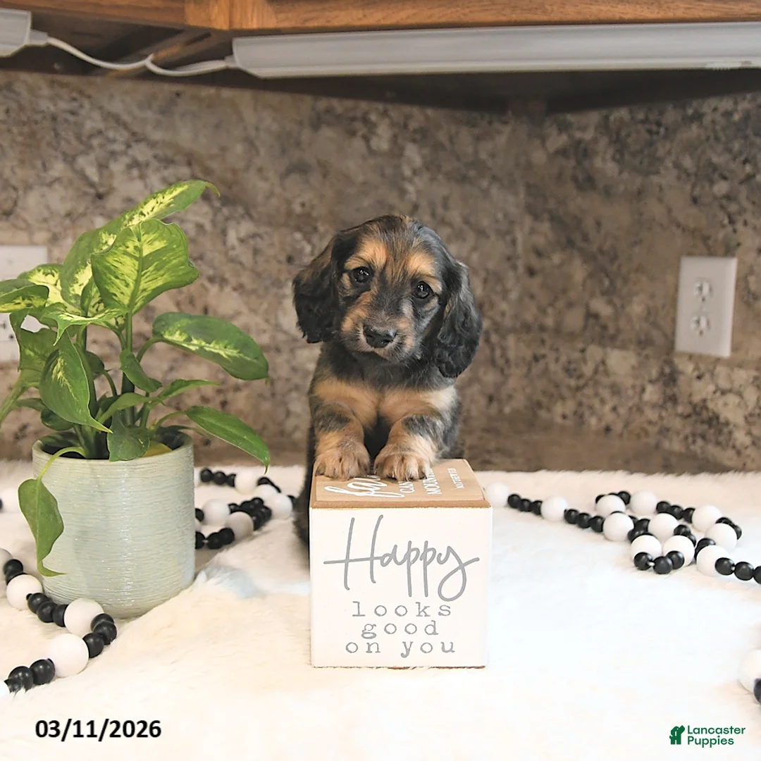 Miniature Dachshund dogs for sale: Brantley - Ad 2